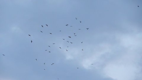 large flock birds against sky slow Stock Footage Video (100% Royalty ...