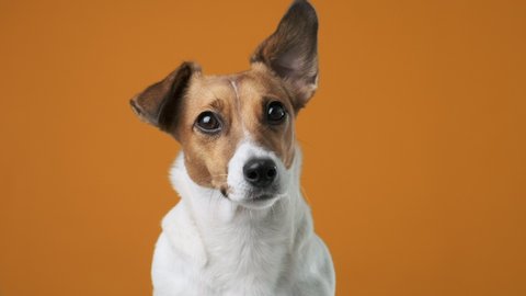 Portrait of dog breed Jack Russell Terrier on an orange background looking at the camera at the owner holding his ear up close up. Caring for pets. Background for your text and design.