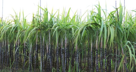 Closeup of sugarcane plants growing at field in the sunset