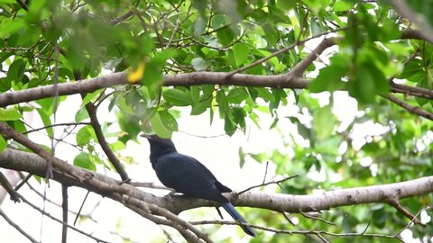Bird (Asian koel, Eudynamys scolopaceus) male glossy bluish-black, with a pale greenish grey bill the iris is crimson, and it has grey legs and feet perched on a tree in a nature wild