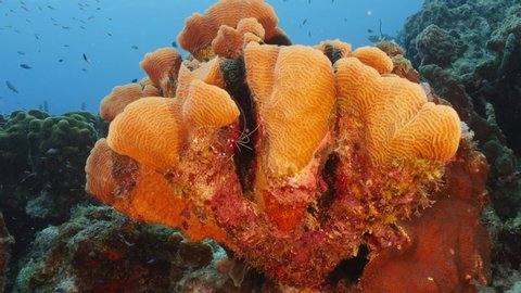 Seascape of coral reef in the Caribbean Sea around Curacao with Banded Coral Shrimp, coral and sponge