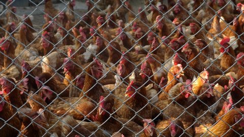 Group of chicken in cage. Flock of hens behind net, 4K 60 fps