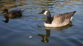 Canadian goose swims in the water. Autumn season with fallen leaves. Closeup video.
