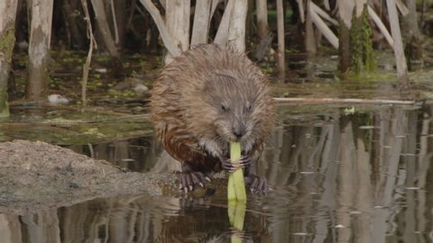 Cute American Muskrat Animal Holding Eating Feeding and Chewing on Cattail Root in Wetland Pond in Summer