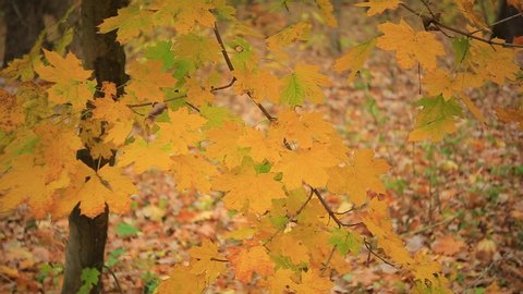 closeup red autumn maple leaves on a tree branch, forest outdoor scene