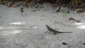 Oriental garden lizard running away, 240 fps slow motion. Stock video footage