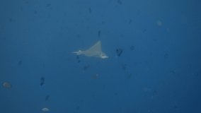 Spotted eagle ray (Aetobatus narinari) swimming in the deep blue sea. 4K stock video