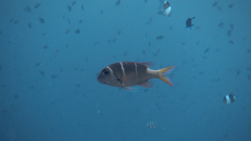 Juvenile humpnose big-eye bream (Monotaxis grandoculis) swimming in the sea. 4K stock video footage