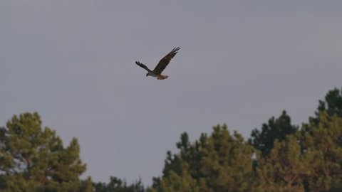 North American Osprey aka Fish Hawk Bird Flying and Circling in Slow Motion While Hunting ஸ்டாக் வீடியோ