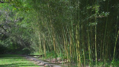 Secret pathway in bamboo forest