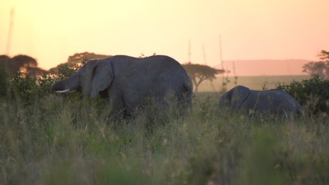 Elephant Eating Leaf and Grass in African Savanna in Dusk, Tanzania National Park, Cinematic Slowmotion