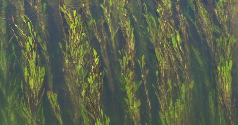 Natural green algae or alga plant moving, floating underwater, abstract nature  background  in the water of river, pond, lake, sea, ocean
