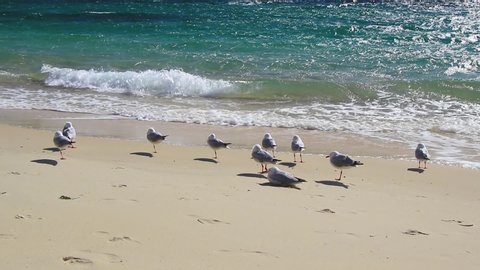 Small group of seagull getting blown by the wind as they stand by the shoreline