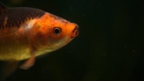 Goldfish swim in an aquarium. Close up video.