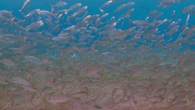 Underwater video from snorkeling, marine wildlife. Shallow blue ocean and school of swimming fish. Tropical aquatic life, travel footage. Seascape with fish.