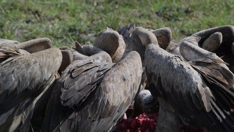 Massai Mara Reserve, Kenya. African vultures eat a wildebeest calf after killing it in a frenzied feast.