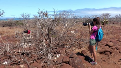Bird photographer taking pictures of Frigatebirds birds nests - Galapagos tourist. Group of Magnificent Frigate-bird aka frigate birds inlc. baby nestlings on North Seymour Island, Isla Seymour Norte