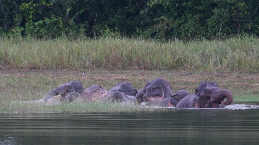 asiatic elephants endangered this herd having Stock Footage Video (100%