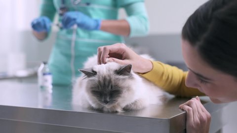 Professional vet preparing an injection for a cat at the clinic, the cat owner is cuddling her pet