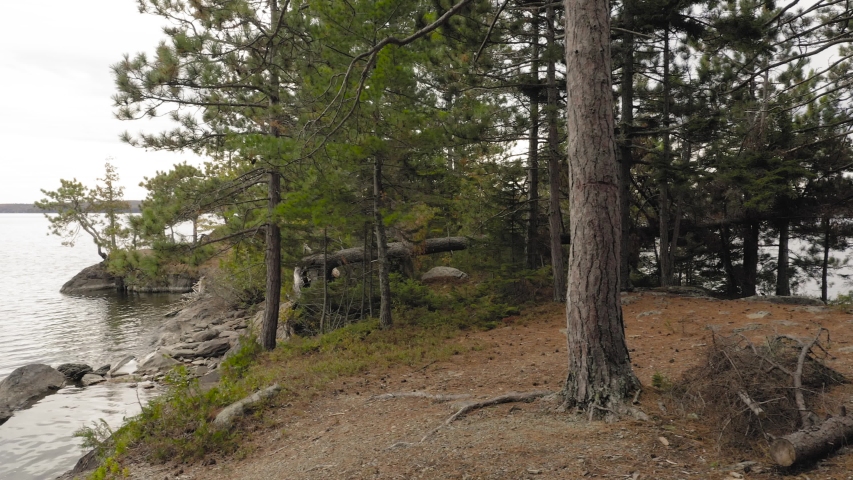 Panning within pines at lake Onawa shoreline 4K