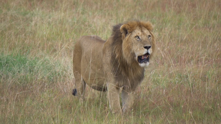 Аки лев. Lion ak1503. Lion ak1327. Lion standing in varata.