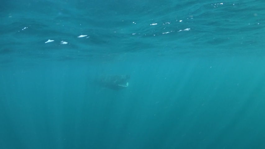 Underwater footage of a basking shark filter feeding then turning away near Isle of Coll, Scotland.
