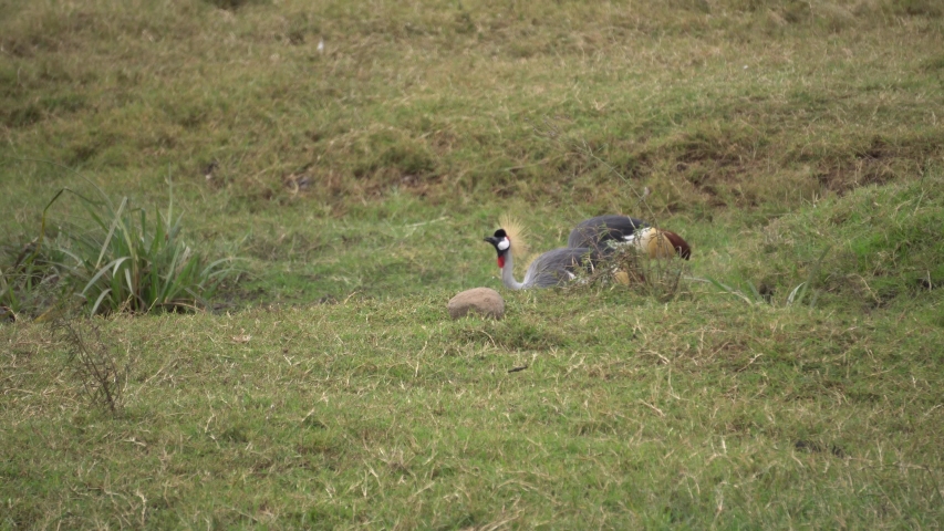 Crowned Crane Birds in Natural Habitat, Eating in Grass of African Savanna, Tanzania National Park