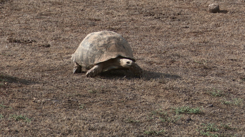 leopard tortoise stigmochelys pardalis walking eating Stock Footage ...