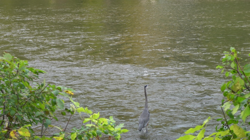 The flow of the water is constant on this river. The heron is waiting like a soldier to catch a fish for the dinner!