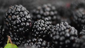 Blackberry closeup background. Fresh Ripe organic black berries with green leaf rotation backdrop close-up. Bio Blackberries top view, background. Macro shot. Market. Vegan food. 4K UHD