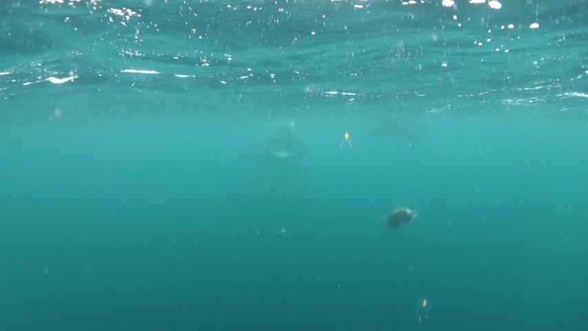 Underwater footage of incredibly close pass by feeding basking shark near Isle of Coll, Scotland.
