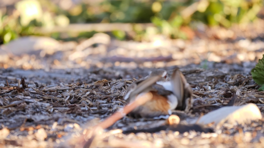 A killdeer pretends to be hurt to defend her nest and eggs