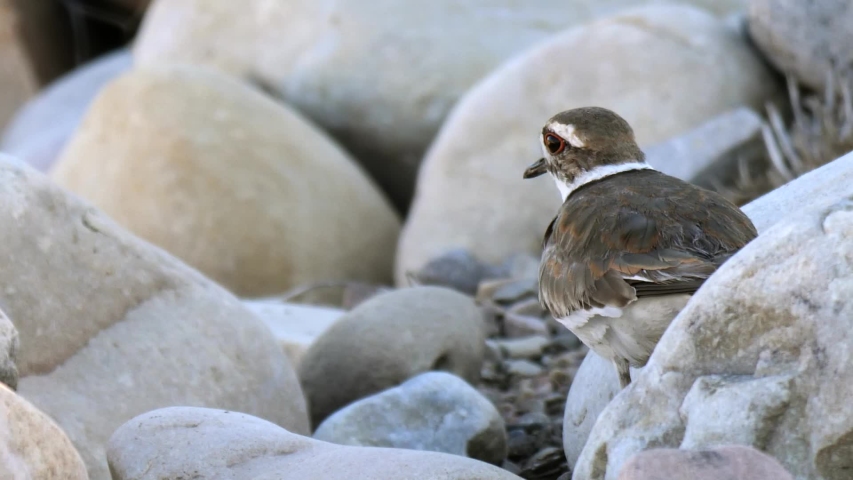 A beautiful killdeer bird hiding on the ground in the rocks and bark