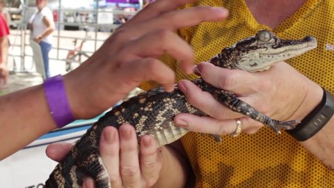 Yoakum , TX / United States - 07 06 2019: A Baby Crocodile Being Shown to Children During a Festival