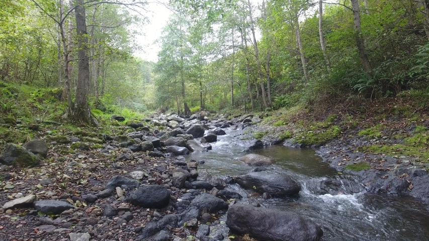 Clean water flowing in the Black Sea region in Turkey last spring.
Autumn leaves, trees, mosses and rocks fall colors.