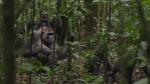 A Western gorilla family feeding in the dense forests in Africa, being relaxed and calm