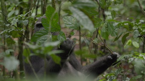 A female gorilla picking leaves from a branch, feeding on the leaves and then scratches herself.