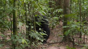 A big male silverback gorilla walking through the dense African forest. - Powered by Shutterstock - Get 15% off with code: PIKWIZARD15