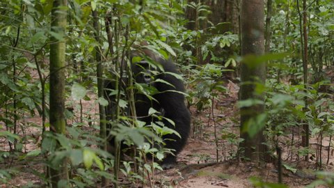 A big male silverback gorilla walking through the dense African forest.
