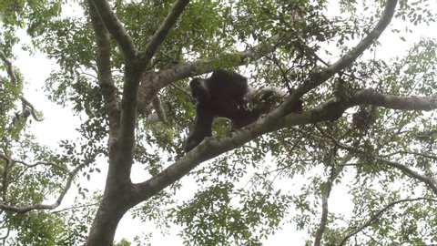 A big silverback male gorilla climbing down a tree in the African forest