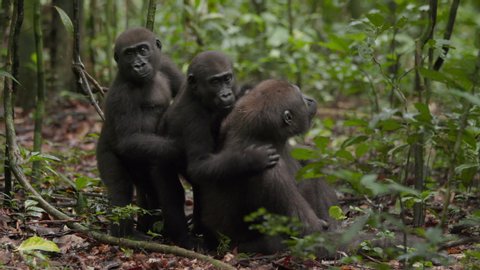 3 Gorillas standing behind each other. 2 Babies being playful in the forest