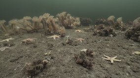 underwater time laps of sea stars, anemones and snails, shot at the White Sea in Russia in 4k in the year 2019 - Powered by Shutterstock - Get 15% off with code: PIKWIZARD15
