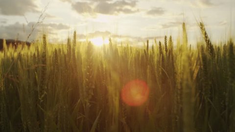 AERIAL SLOW MOTION: Beautiful golden sun shining through young green wheat blades on a wheat field at sunrise