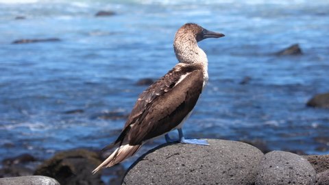 Galapagos Blue footed Booby - Iconic and famous galapagos animals and wildlife. 