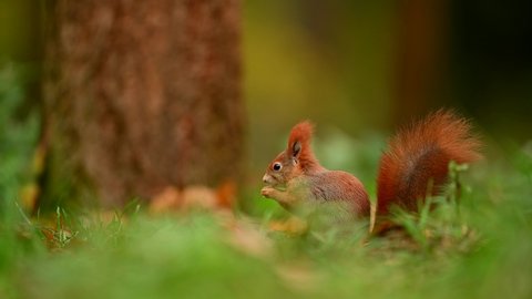 Red squirrel in the natural environment, natural habitat, autumn forest, Sciurus vulgaris, close up, 4k, Czech Republic, Europe