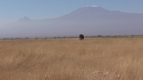 Big Elephant walking at amboseli national park, Kilimanjaro at background , kenya 