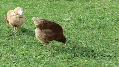 brown-red chicken, defecating on a green spring meadow. slight slow motion 
4K UHD Prores HQ 29.97