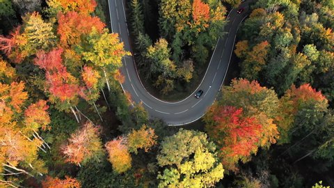 Scenic aerial bird's eye top down view of cars driving on a curvy forest road through an idyllic autumn forest with stunning fall colors illuminated in golden evening light at sunset