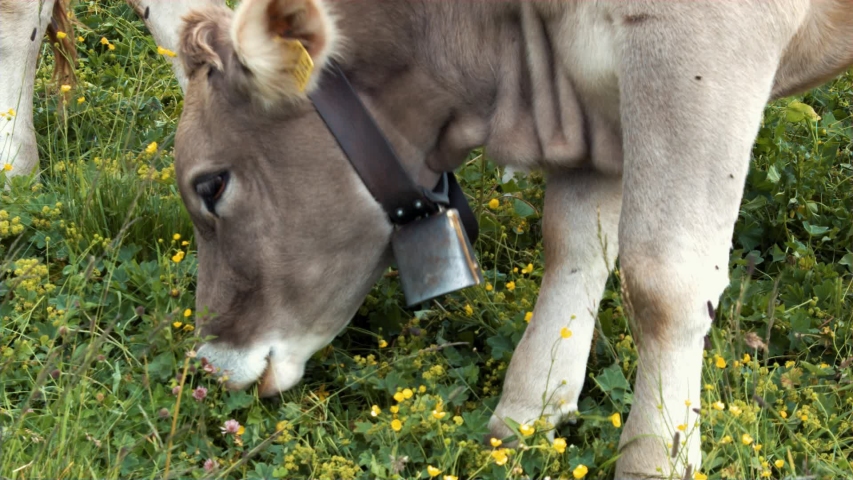 Swiss cow with cowbell in meadow Switzerland Zurich 