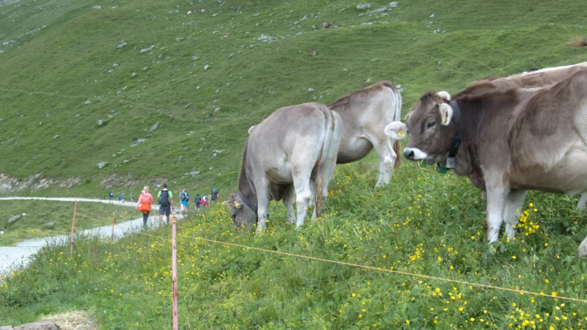 Swiss cows with cowbell in meadow Switzerland Zurich